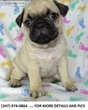 X Talented Pugs BoysGirls Akc Heath Guaranteed Genetic Tested an