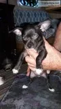 Chihuahua puppies