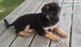 German Shepherd puppy