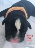 Olde English Bulldogge Puppies