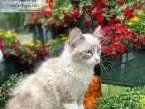 Ragdoll kittens for sale and ready to go to their new homes now