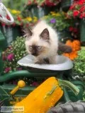 Seal point Ragdoll kitten for sale and ready for new home now
