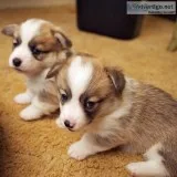 991100% Agreeable Pure breed Akc Reg corgi puppies reduced price