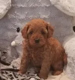 Lovely F1Mini Goldendoodle Puppies Available