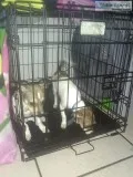 Two Jack Chi for sell ACT FAST