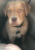 Golden retriever pit mix