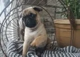 Akc Pug puppies