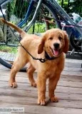 Male goldendoodle puppy needs new home