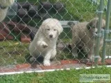 Great Pyrenees Puppies