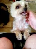 Yorkie small puppy full blooded loving