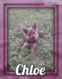 Chloe Female ACA Yorkie