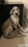 Great Dane - Male - 10 weeks old