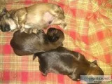 Imperial Shihtzu Puppies  Full AKC