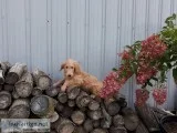 F1 goldendoodles