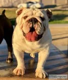 All White Beautiful English Bulldog Stud