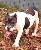 Exotic bully