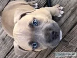 Bullie puppies