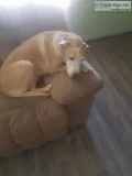 Female Lab