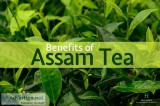 Best Quality Assam Tea