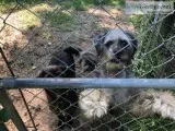 Beautiful Energetic Dogs need a home