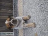 Australian Cattledogs