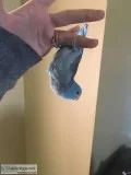 Parrotlet needing to be rehomed
