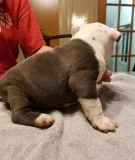 6 Young Pitbull puppies ready....