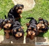 Litter Of 5 Gorgeous Yorkies.