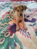 Puppy