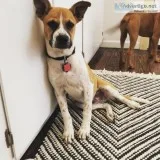 Boxador Puppies