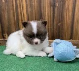 Quality pure breed white Pomeranian small size