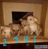 Chihuahua Puppies (4)