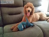 Rehoming standard poodle
