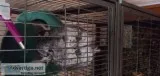 Adorable Friendly Sweet Chinchilla