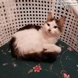 7 month old kitten