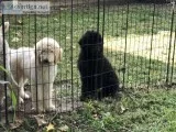 Two male Standard Poodles