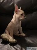 AKC GiGi