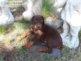 Cadenhead Dobermans
