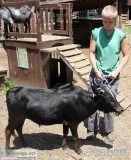 Pure Mini Zebu Bull