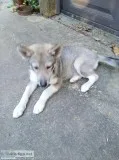 Female Husky pup