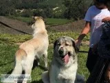My dog Needs home