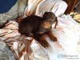 Cadenhead Dobermans