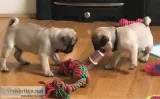 11 Weeks Pug puppies ready