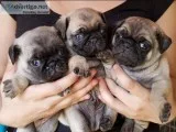 Pug puppies