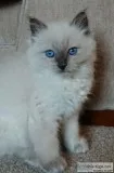 10 week old ragdoll kittens Text  612-930-2119