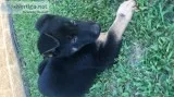 8 week AKC puppies