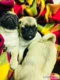 Se venden pug 3 machos