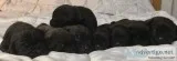 Cane Corso Puppies