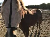 Cheap Gelding horses for sale