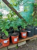 Fruit ftree seedlings